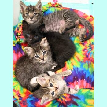 Limelight -  Domestic Short Hair Cat for Adoption in Pleasant Hill, California - Limelight | PetCurious