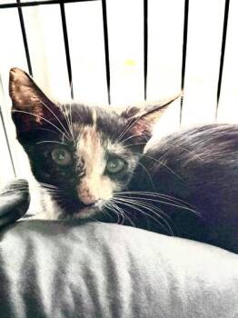 Rebel -  Domestic Short Hair Cat for Adoption in New Orleans, Louisiana - Rebel | PetCurious