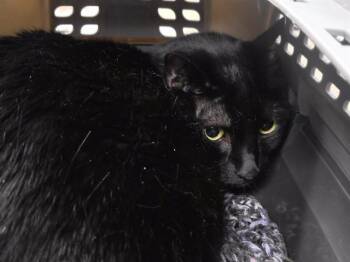 BAGEERA -  Domestic Short Hair Cat for Adoption in Omaha, Nebraska - BAGEERA | PetCurious