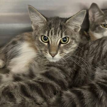 Bench press -  Domestic Short Hair Cat for Adoption in Corbin, Kentucky - Bench Press | PetCurious