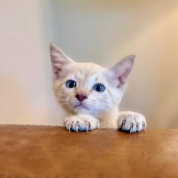 Alayna Alpine Amour -  Siamese and Domestic Short Hair Cat for Adoption in Friendswood, Texas - Alayna Alpine Amour | PetCurious