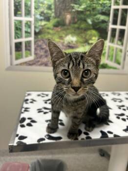 Maxwell -  Domestic Short Hair Cat for Adoption in Lancaster, Pennsylvania - Maxwell | PetCurious