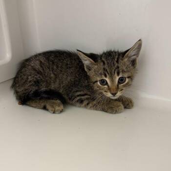 Amber -  Domestic Medium Hair Cat for Adoption in Grantsville, Utah - Amber | PetCurious