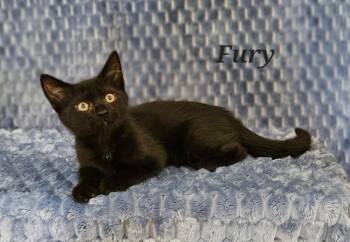 Rescue Domestic Short Hair Cats for Adoption in San Jacinto, California - Fury | PetCurious