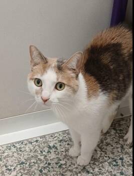 Lasagna -  Dilute Calico and Tabby Cat for Adoption in Bay City, Michigan - Lasagna | PetCurious
