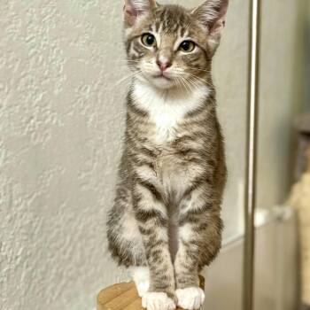 Naga -  Domestic Short Hair Cat for Adoption in Vallejo, California - Naga | PetCurious
