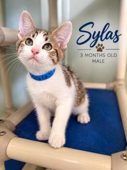 Sylas -  Domestic Short Hair Cat for Adoption in Kingsland, Georgia - Sylas | PetCurious