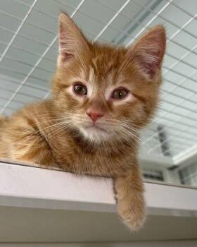 Farley -  Domestic Short Hair Cat for Adoption in Elmira, New York - Farley | PetCurious