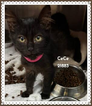 CECE -  Domestic Short Hair Cat for Adoption in Marietta, Georgia - CECE | PetCurious