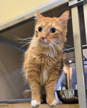 Leo -  Domestic Medium Hair Cat for Adoption in Douglasville, Georgia - Leo | PetCurious