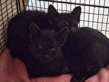 BAYOU -  Domestic Medium Hair Cat for Adoption in Tustin, California - BAYOU | PetCurious