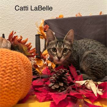 Rescue Domestic Short Hair Cats for Adoption in Boerne, Texas - Catti LaBelle | PetCurious