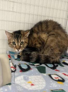 Domestic Short Hair Cats Available for Adoption in Brookings, Oregon - Breadstick | PetCurious