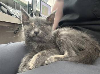 Rescue Domestic Short Hair Cats for Adoption in Dallas, Texas - CHELSEA | PetCurious