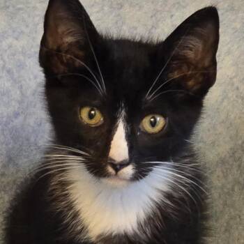 Houdini -  Domestic Short Hair Cat for Adoption in Wadsworth, Ohio - Houdini | PetCurious