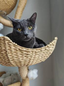 Whiskers -  Domestic Short Hair Cat for Adoption in Chicago, Illinois - Whiskers | PetCurious