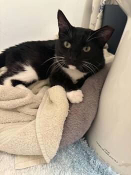 Maisey -  Domestic Short Hair Cat for Adoption in Tucson, Arizona - Maisey | PetCurious