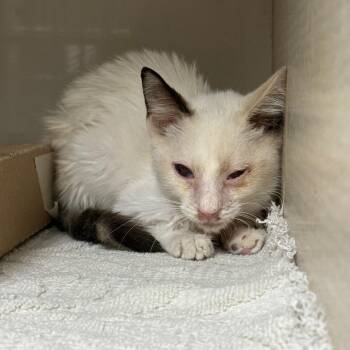 Astra -  Domestic Short Hair Cat for Adoption in Yuma, Arizona - Astra | PetCurious