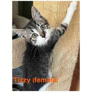 Domestic Medium Hair Cats Available for Adoption - Tizzy | PetCurious