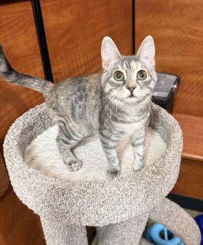 Riley -  Domestic Short Hair Cat for Adoption - Riley | PetCurious