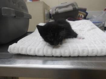 BEAU -  Domestic Short Hair Cat for Adoption in Santa Rosa, California - BEAU | PetCurious