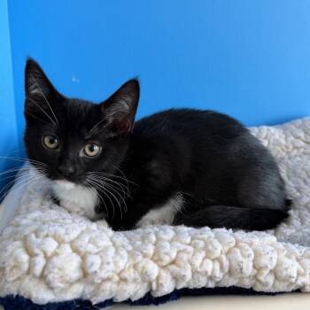 Domestic Short Hair Cats Available for Adoption in Mankato, Minnesota - Almond | PetCurious
