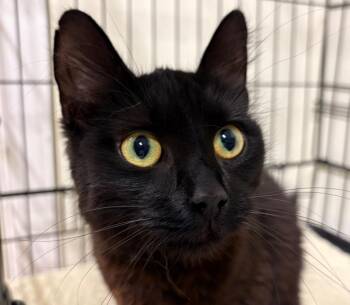 Domestic Medium Hair Cats Available for Adoption in Fall River, Massachusetts - Blinx | PetCurious