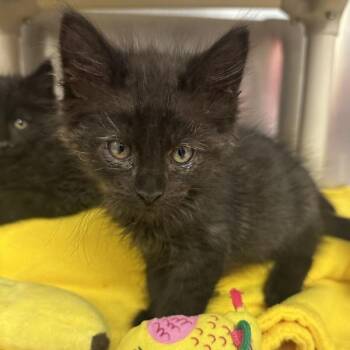 Carpenter -  Domestic Medium Hair Cat for Adoption in Walnut Creek, California - Carpenter | PetCurious