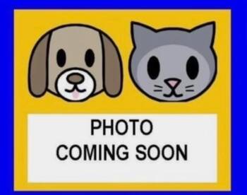 Domestic Short Hair Cats Available for Adoption in San Antonio, Texas - CERCI | PetCurious