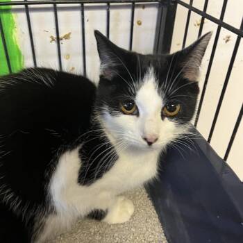 Domestic Short Hair Cats Available for Adoption - Alex | PetCurious