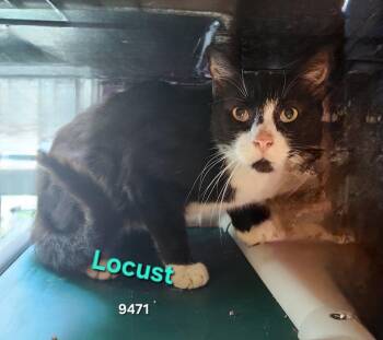 Locust -  Domestic Short Hair Cat for Adoption in Cambridge, Maryland - Locust | PetCurious