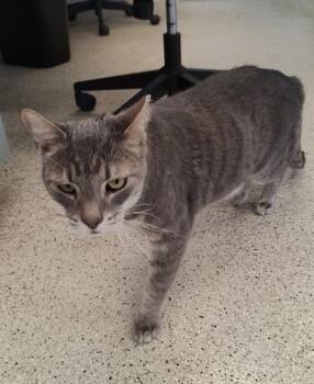 Domestic Short Hair Cats Available for Adoption - Turk | PetCurious