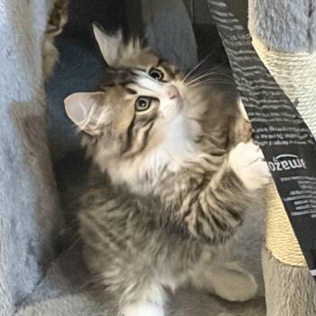 Fable -  Domestic Long Hair Cat for Adoption in Mineral Point, Wisconsin - Fable | PetCurious