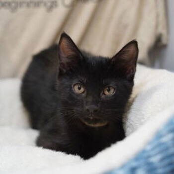 Rescue Domestic Medium Hair Cats for Adoption in Garland, Texas - Kendrick | PetCurious