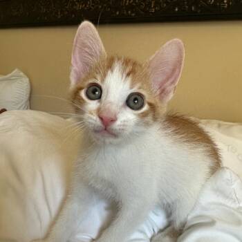 Domestic Short Hair Cats Available for Adoption in Peachtree City, Georgia - Wallen | PetCurious