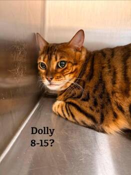Dolly -  Bengal Cat for Adoption in Clarksville, Tennessee - Dolly | PetCurious