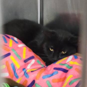 Capp -  Domestic Short Hair Cat for Adoption in Dixon, Illinois - Capp | PetCurious