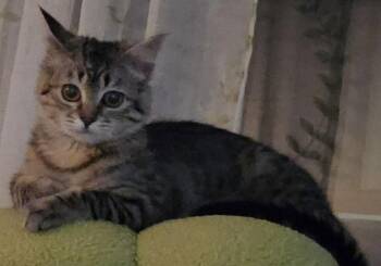 Pasta -  Domestic Short Hair Cat for Adoption in Dalzell, Illinois - Pasta | PetCurious