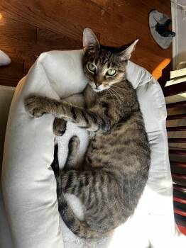 Ms. No Trouble -  Domestic Short Hair Cat for Adoption in Warrington, Pennsylvania - Ms. No Trouble | PetCurious