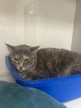 Irony -  Domestic Medium Hair Cat for Adoption in Corpus Christi, Texas - Irony | PetCurious