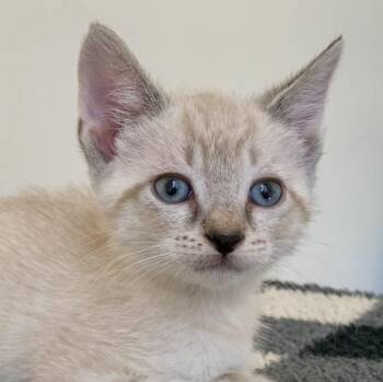 Siamese Cats Available for Adoption in Santa Ana, California - Snowie | PetCurious
