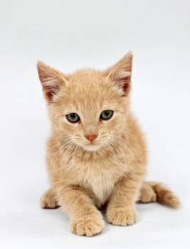 Newt -  Domestic Medium Hair and Domestic Short Hair Cat Available for Adoption in Morton Grove, Illinois - Newt | PetCurious