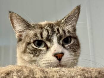 Fuschia -  Siamese Cat for Adoption in Brighton, New York - Fuschia | PetCurious