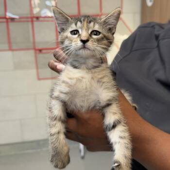 Melanie -  Domestic Short Hair Cat for Adoption in Midland, Texas - Melanie | PetCurious