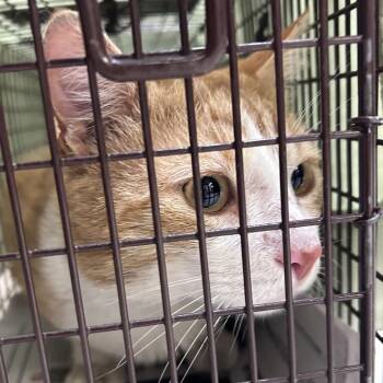 Papa G -  Domestic Short Hair Cat for Adoption in Philadelphia, Pennsylvania - Papa G | PetCurious
