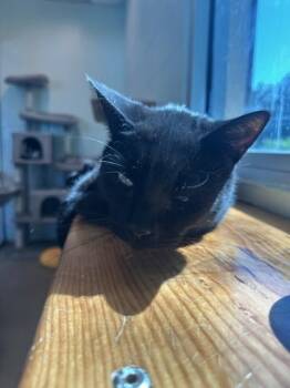 Salem -  Domestic Short Hair Cat for Adoption in Palm Coast, Florida - Salem | PetCurious