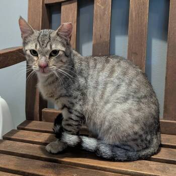 Domestic Short Hair Cats Available for Adoption in Schnecksville, Pennsylvania - RANDY | PetCurious