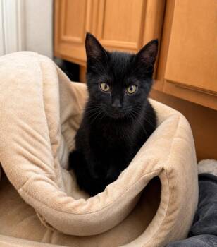 Amber -  Domestic Short Hair Cat Available for Adoption in Oceanside, California - Amber | PetCurious