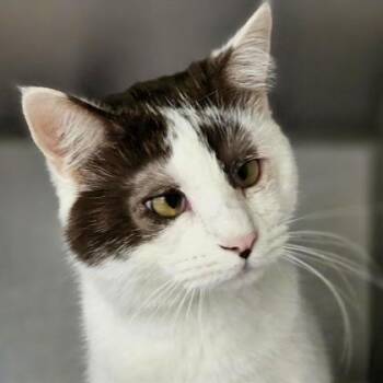 Domestic Short Hair Cats Available for Adoption in Atlanta, Georgia - Loretta | PetCurious