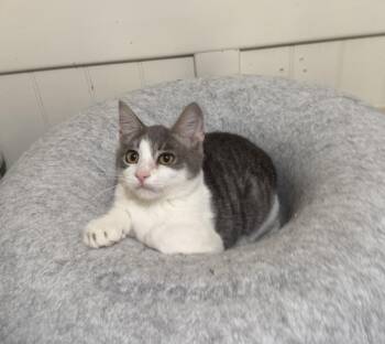 FINNEGAN -  Domestic Short Hair Cat for Adoption in Beaumont, California - FINNEGAN | PetCurious